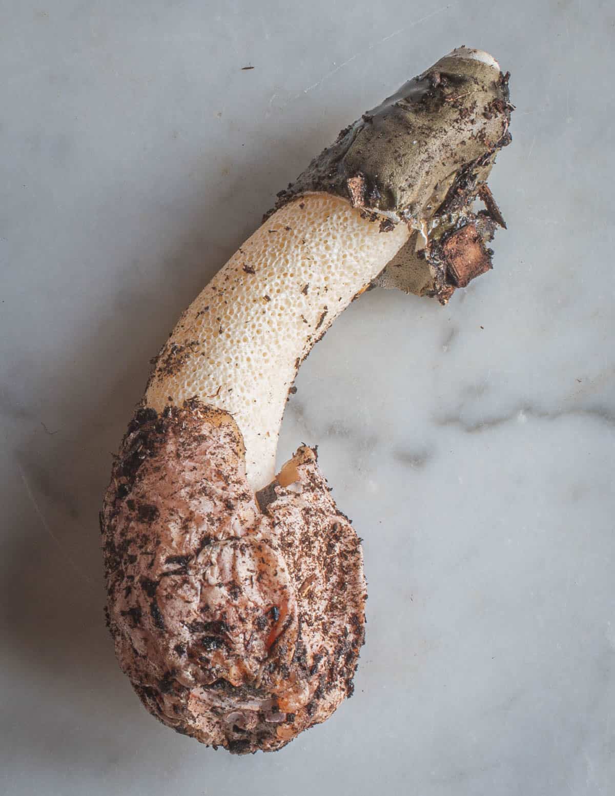 A stinkhorn egg that's erupted and formed a fruiting body ready to spread spores (Phallus impudicus) 
