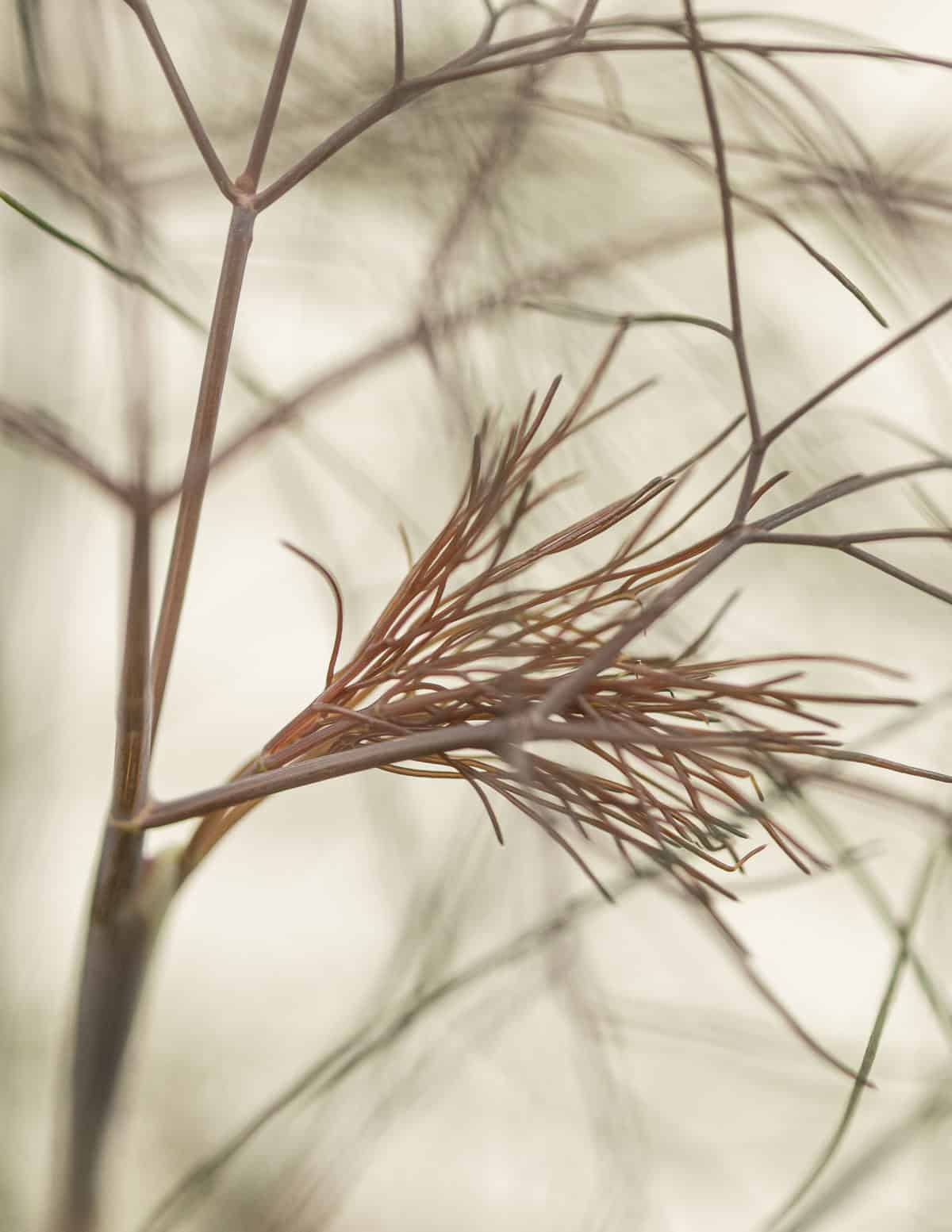 A close up image of a bronze colored fennel frond in a garden. 