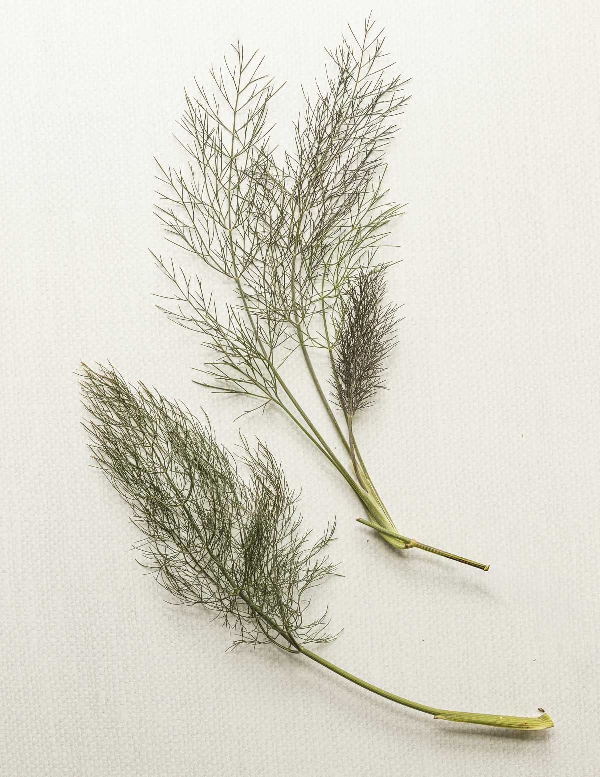 Two fronds of bronze fennel on a white background. One frond shows purple-bronze leaves, the other has green leaves. 