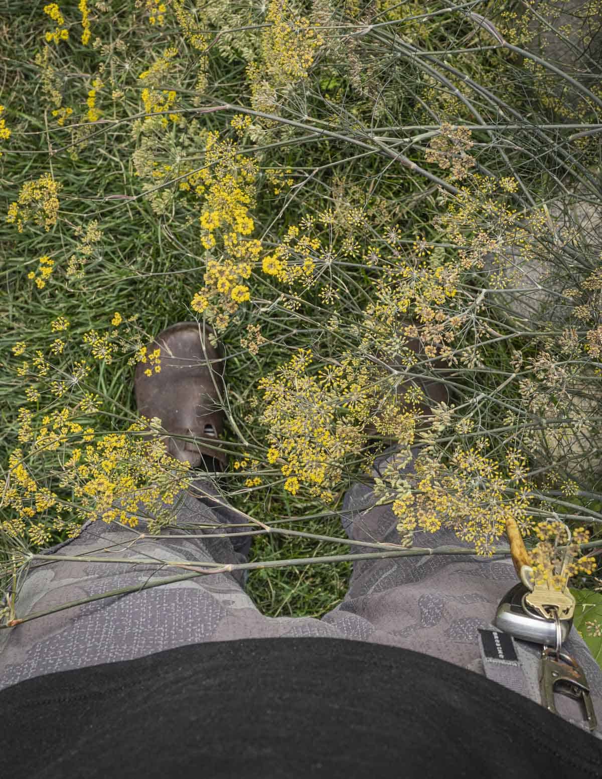 An image shot looking down at a large bronze fennel plant bowing to the ground in a garden, filled with flowers and unripe seeds. 