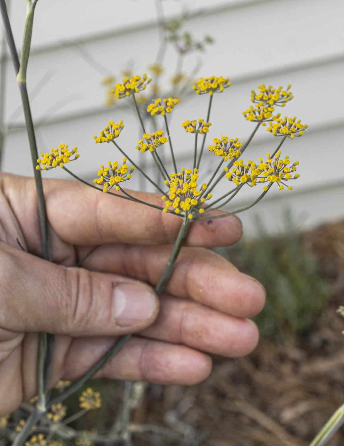 A hand holding yellow bronze fennel flowers in a garden. 
