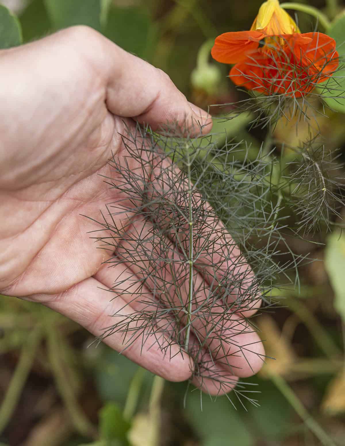 A hand holding a bronze-purple fennel frond with a nasturtium flower in the background. 