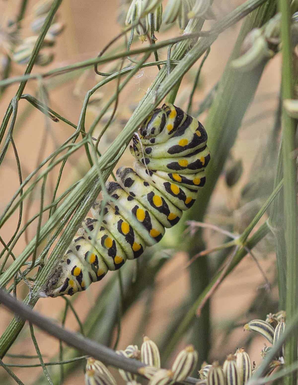 A close up image of a black swallowtail butterfly caterpillar making a cocoon on a bronze fennel stalk in a garden. 