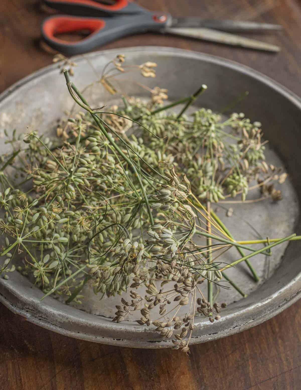 A baking pan of freshly cut bronze fennel seeds. 