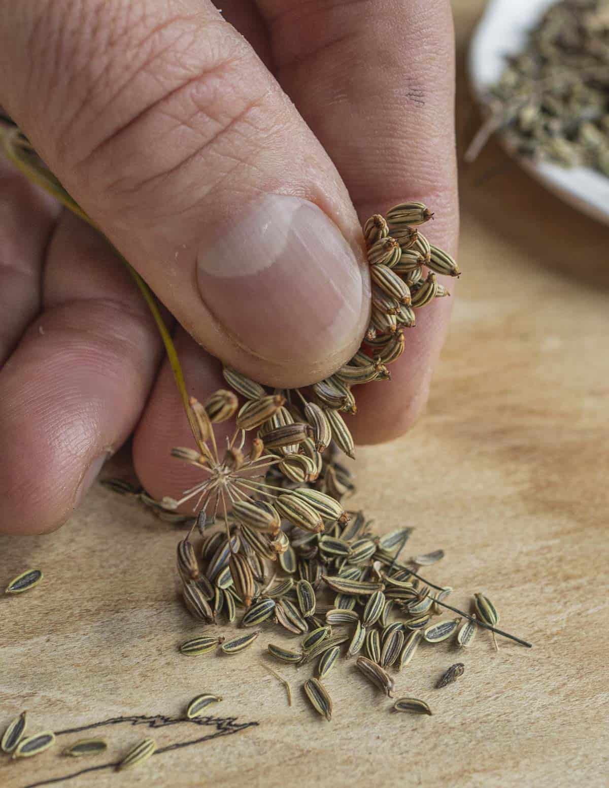 A hand rubbing a bronze fennel seed head to remove the edible seeds for cooking. 
