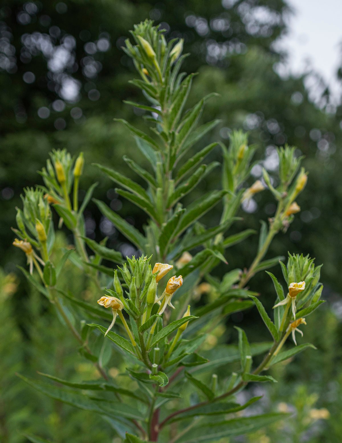 A flower stalk of common evening primrose showing unripe flower buds. 