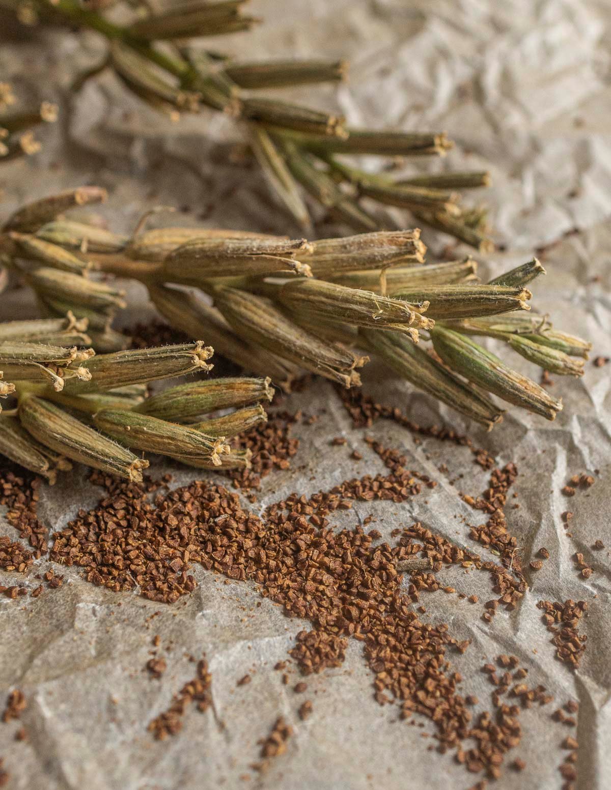 Edible evening primrose seeds next to dried seed pods on a piece of parchment paper. 