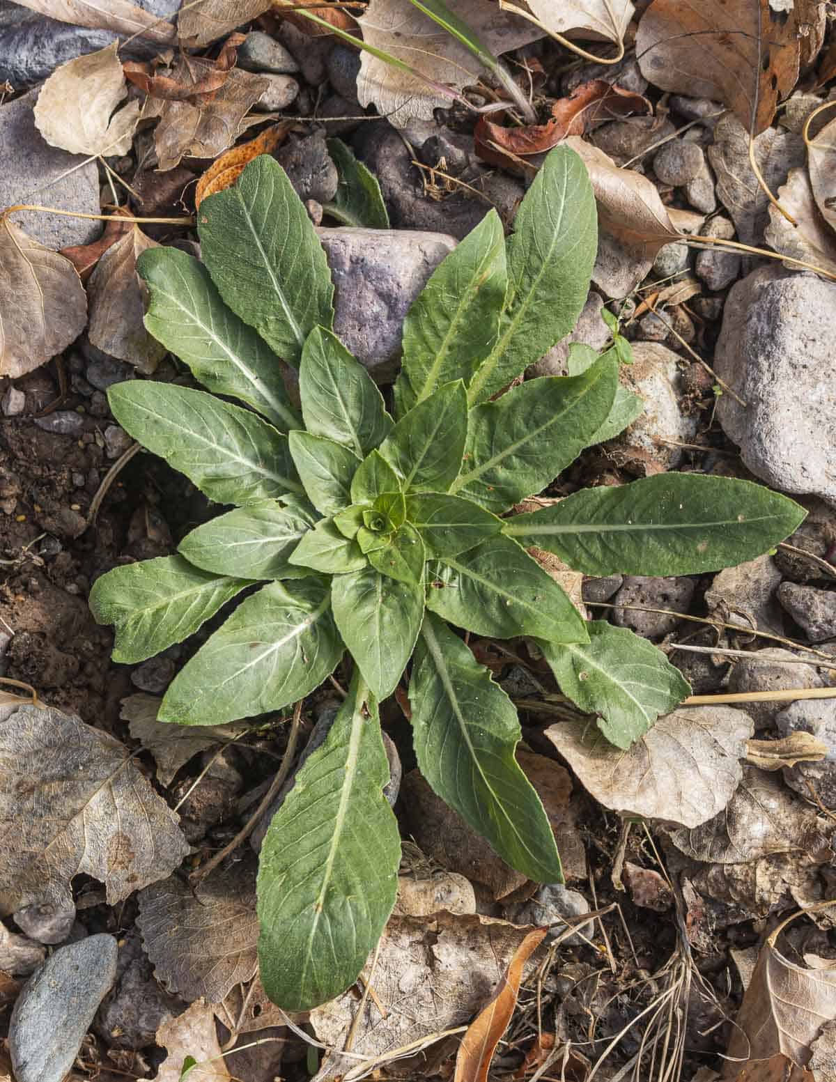A young evening primrose rosette growing in rocky soil in Arizona. 