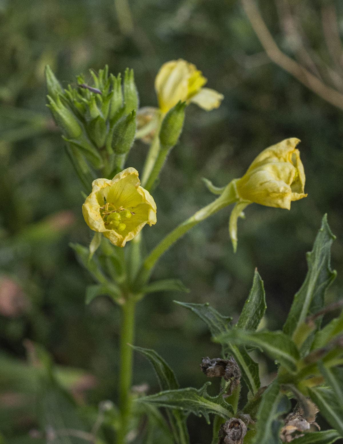 Opened yellow evening primrose flowers growing in the summer. 