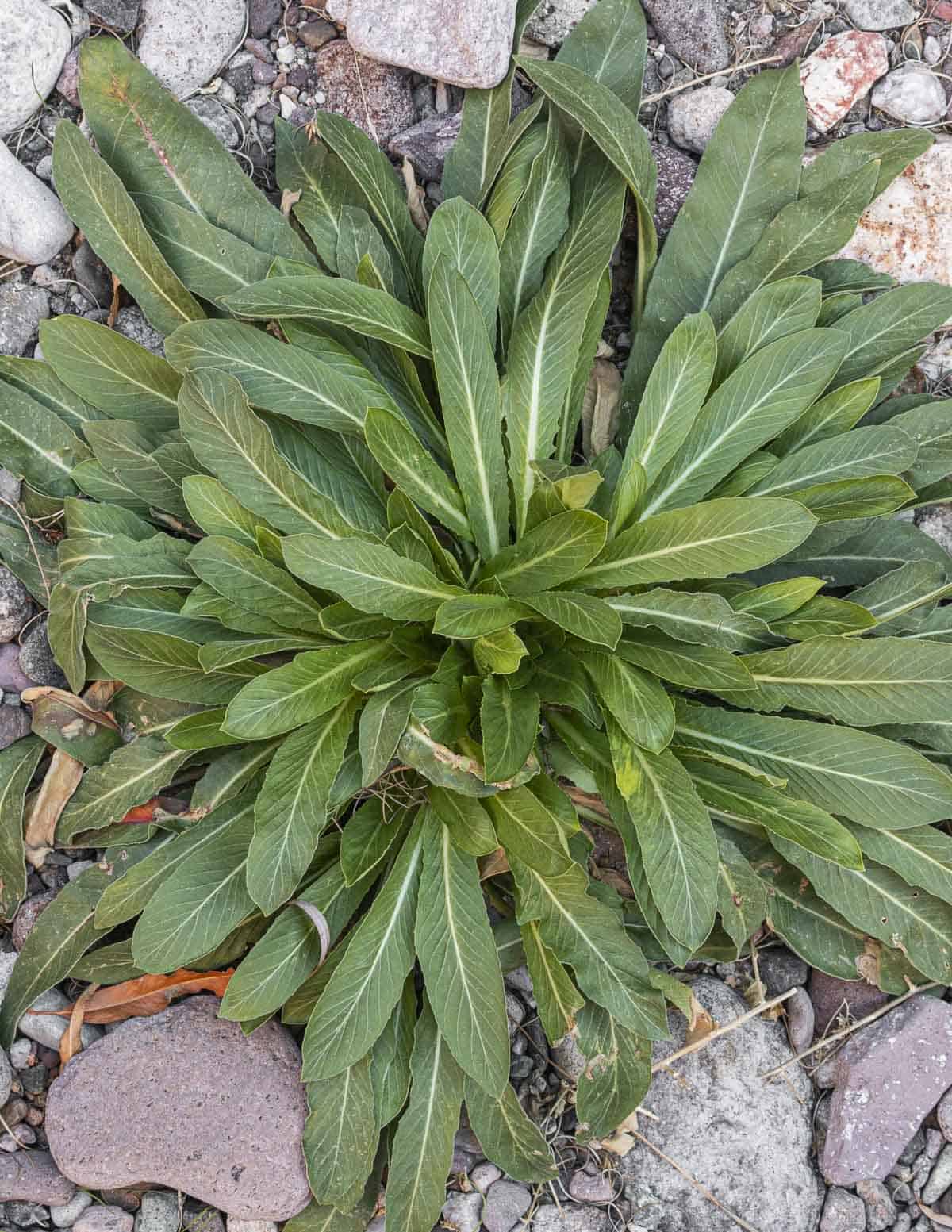 A slightly older evening primrose rosette that's leafed out. 