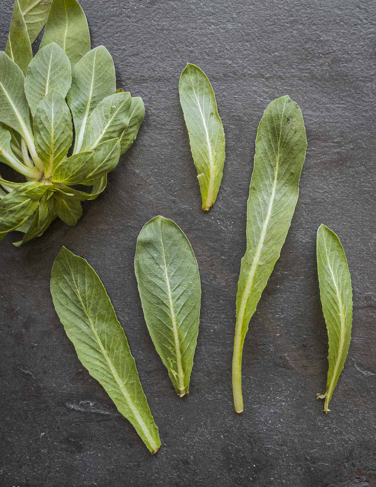 Very young evening primrose leaves on a slate background. 