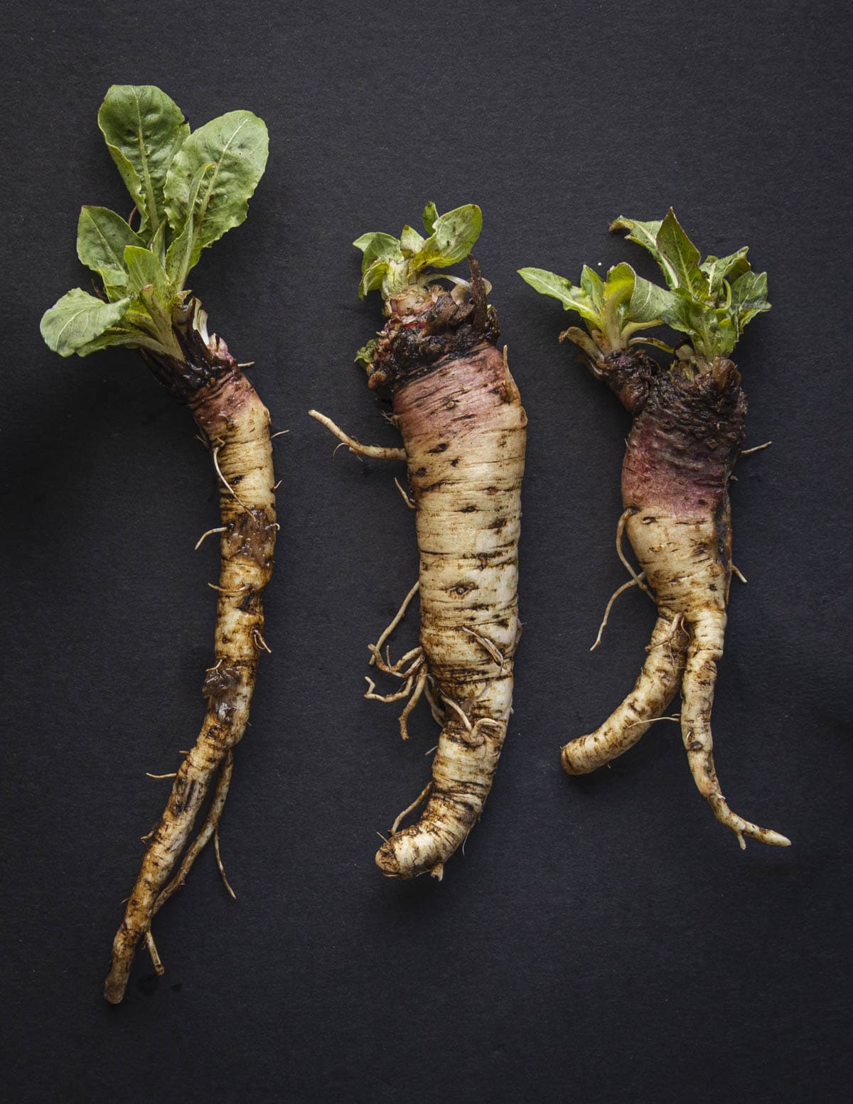 Evening primrose roots Oenothera biennis with green leaves attached dug up to show their form and cleaned.