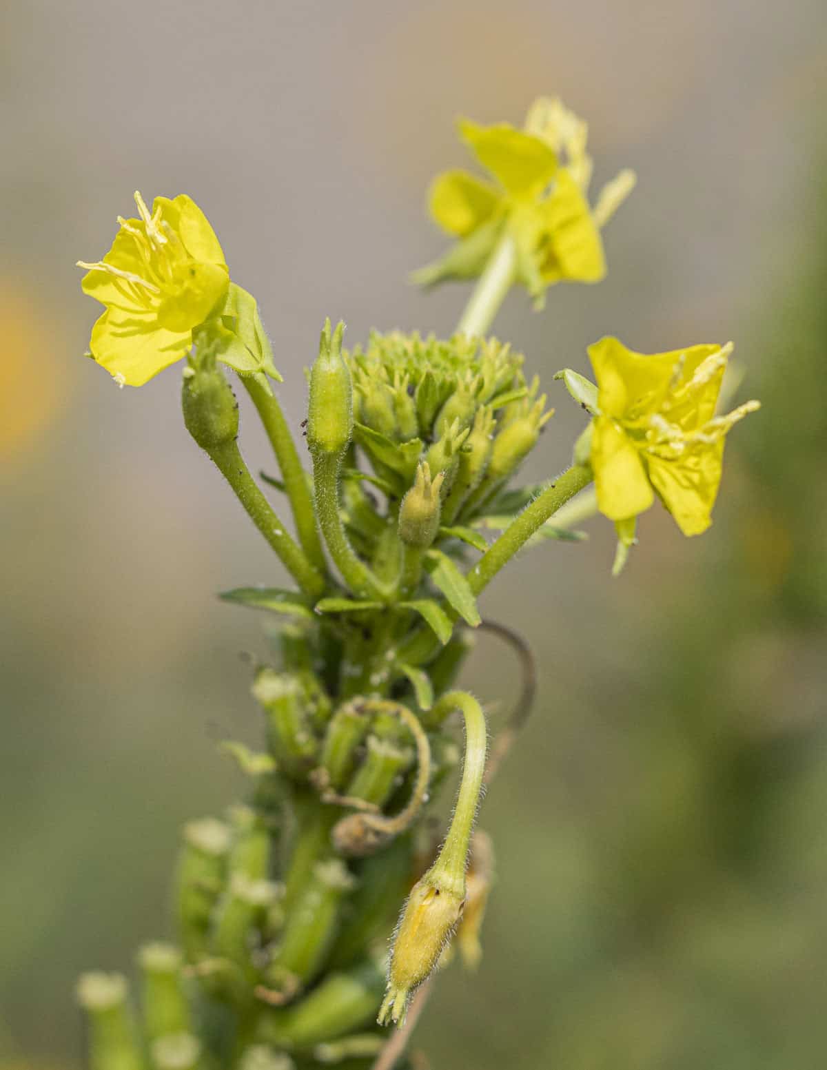 Edible flowers of evening primrose growing on top of the plant. 