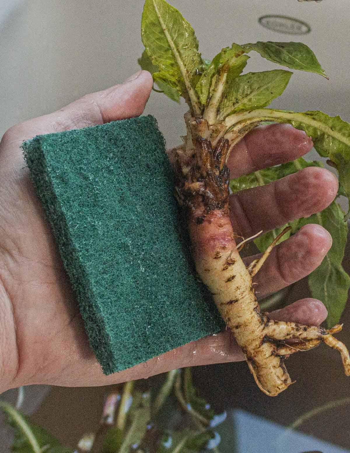 Scrubbing an evening primrose root with an abrasive dish pad. 