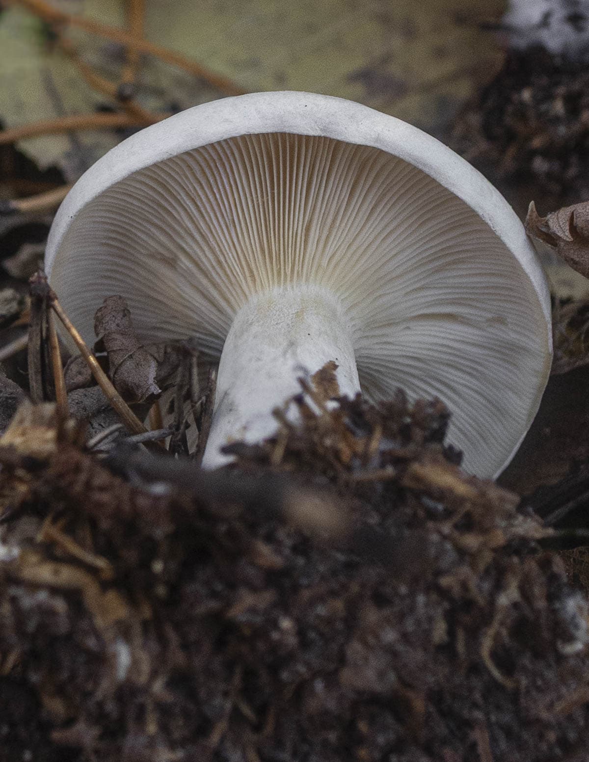 A mushroom similar to Clitocybe robusta growing in the woods. a