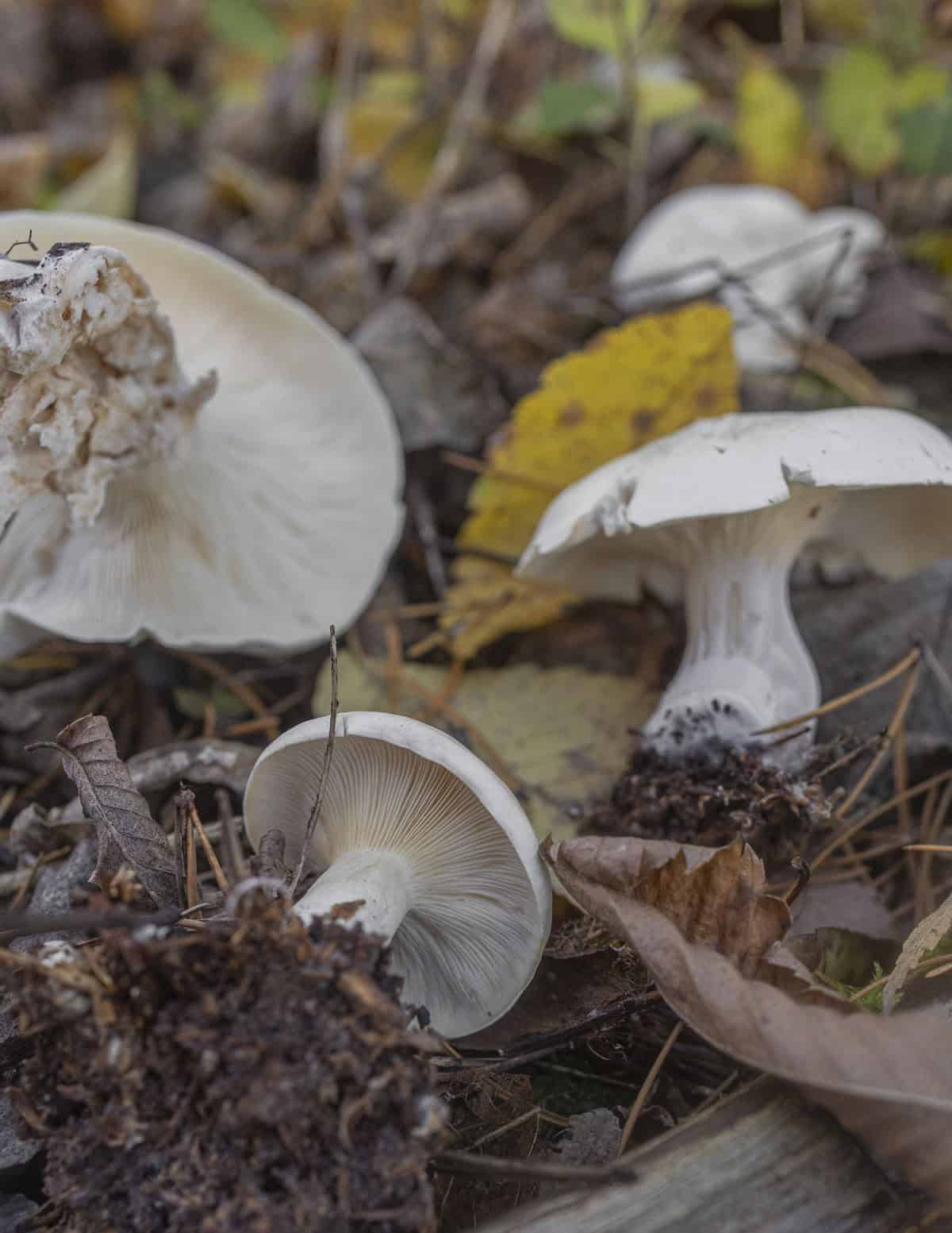A group of white clitocybe mushrooms growing in the woods. 