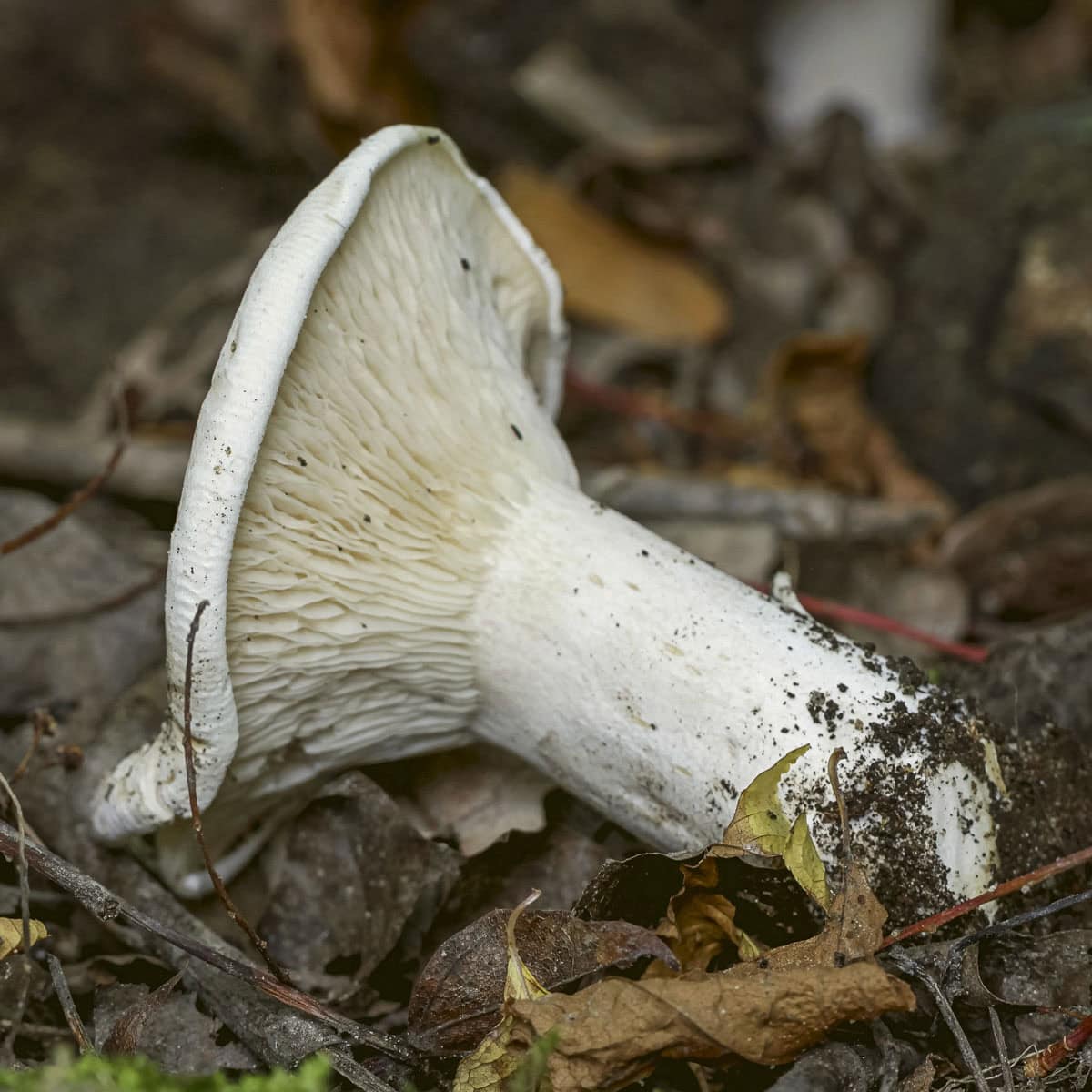 An unknown variety of Leucopaxillus mushroom growing in a forest. 