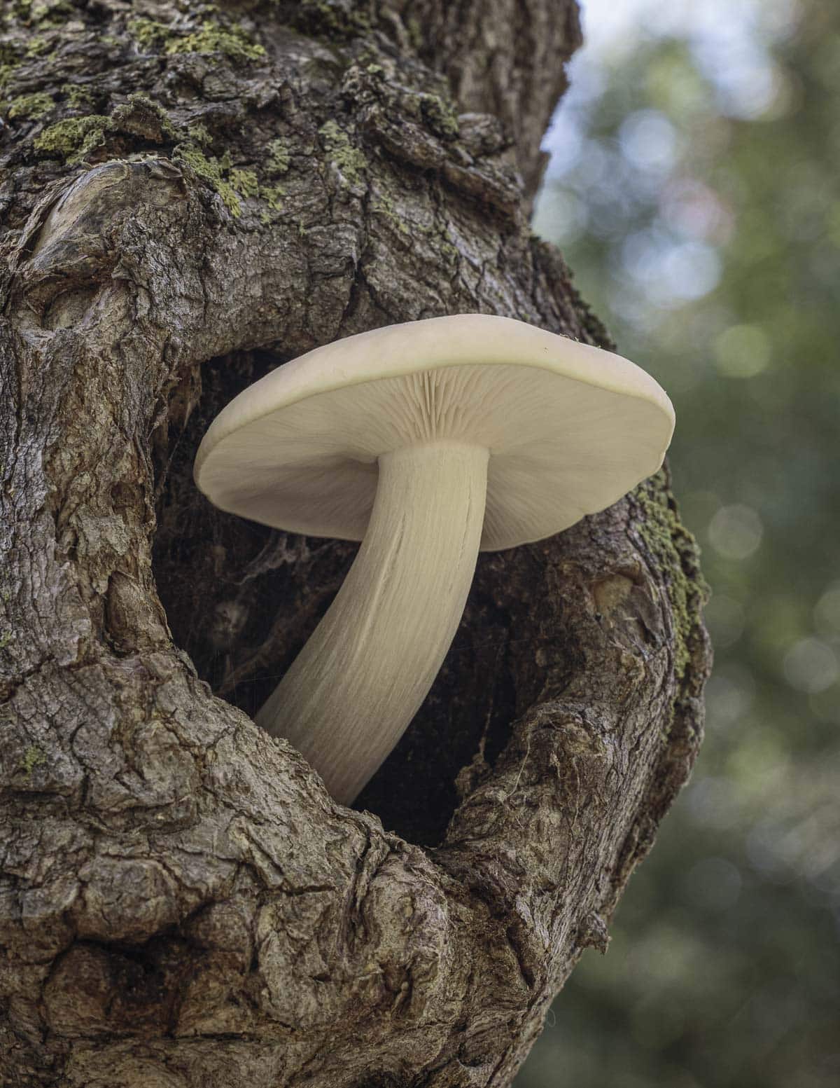 Elm oyster mushrooms, Hypsizygus ulmarius growing on a box elder tree. 