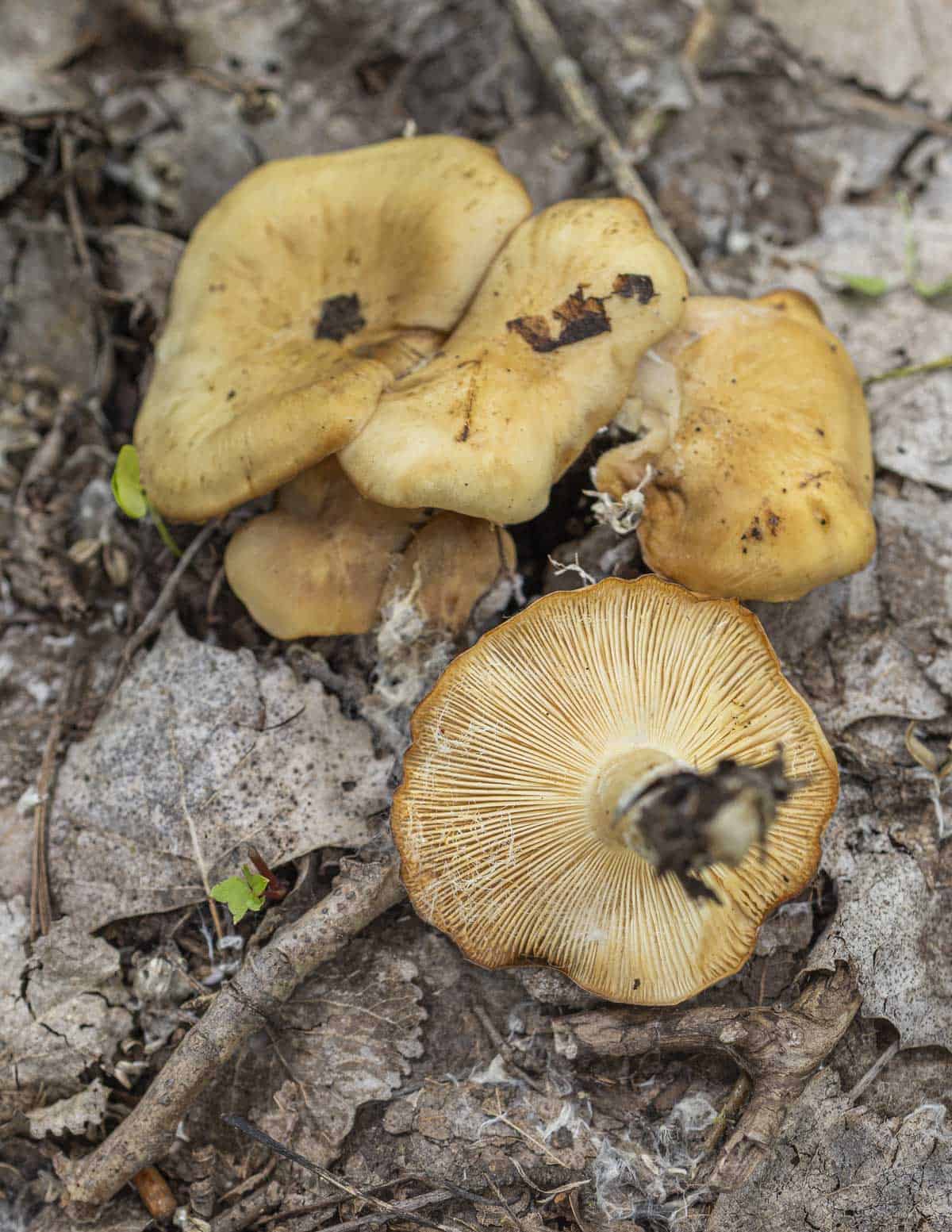 Mature fried chicken mushrooms or Lyophyllum decastes showing yellowish gills and cap due to age. 