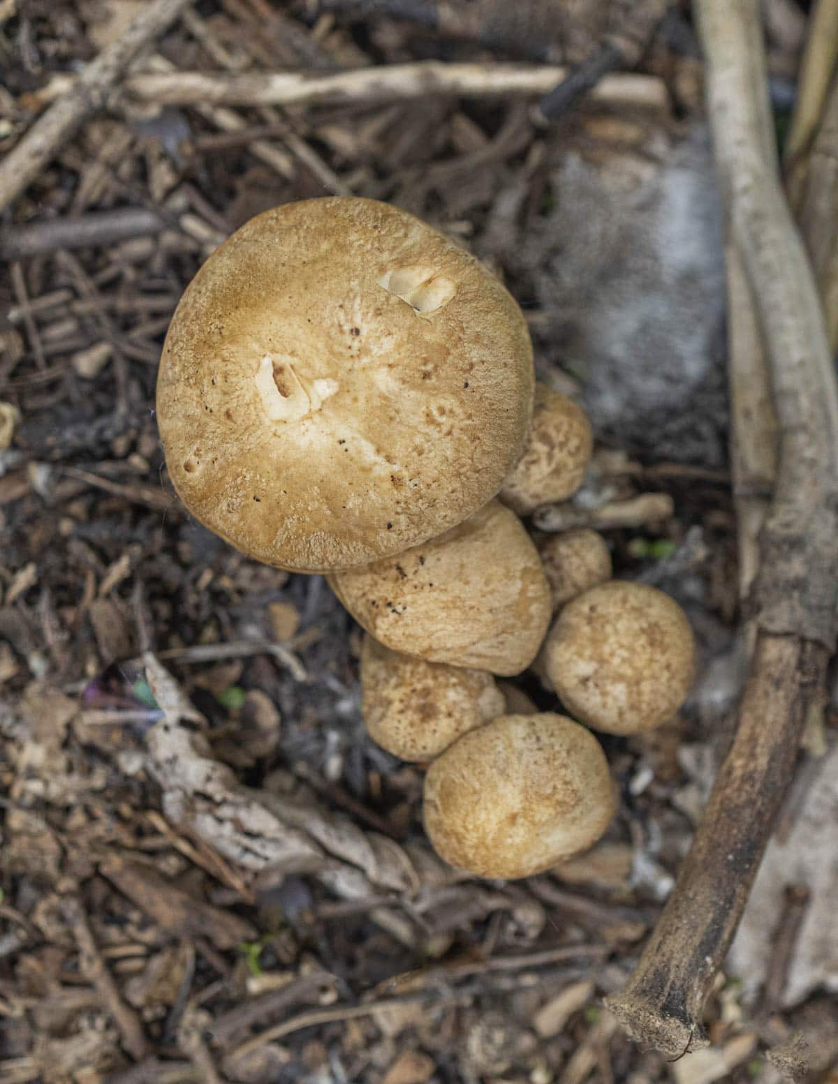 A top down image of Lyophyllum decastes mushrooms showing very young mushrooms with brown caps that haven't opened. 