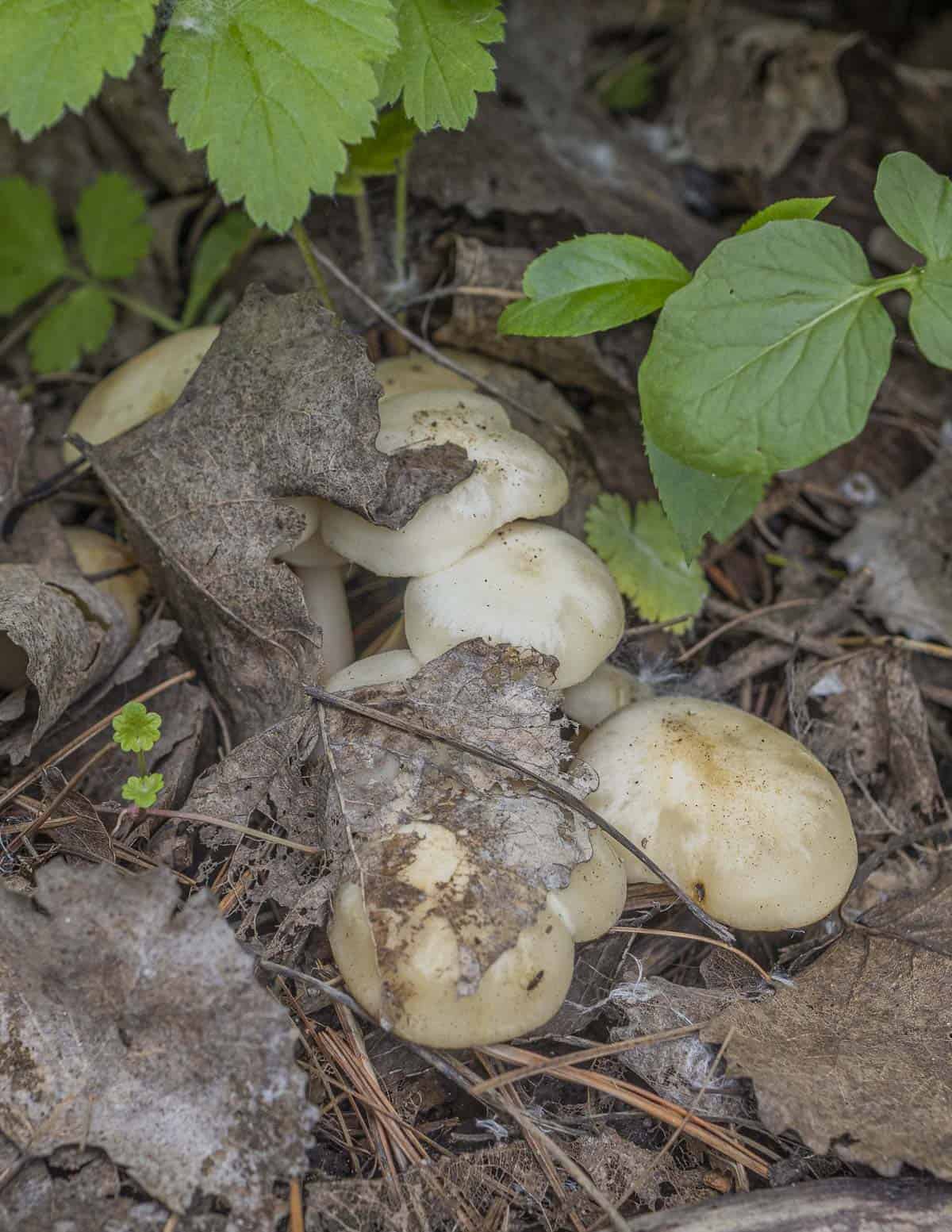 Fried chicken mushrooms growing under leaves that gives the mushrooms a white appearance. 
