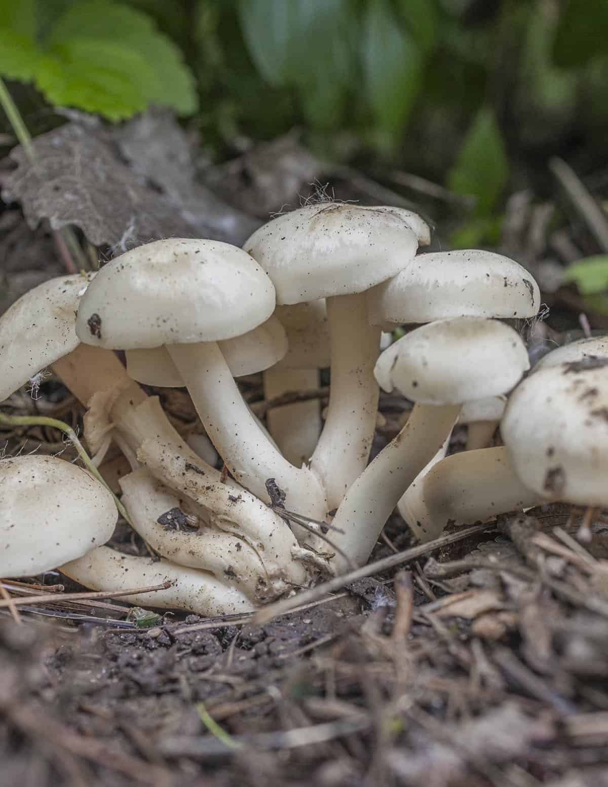 A close up image of Lyophyllum decastes mushrooms showing white color and lack of pigmentation from growing under leaves. 