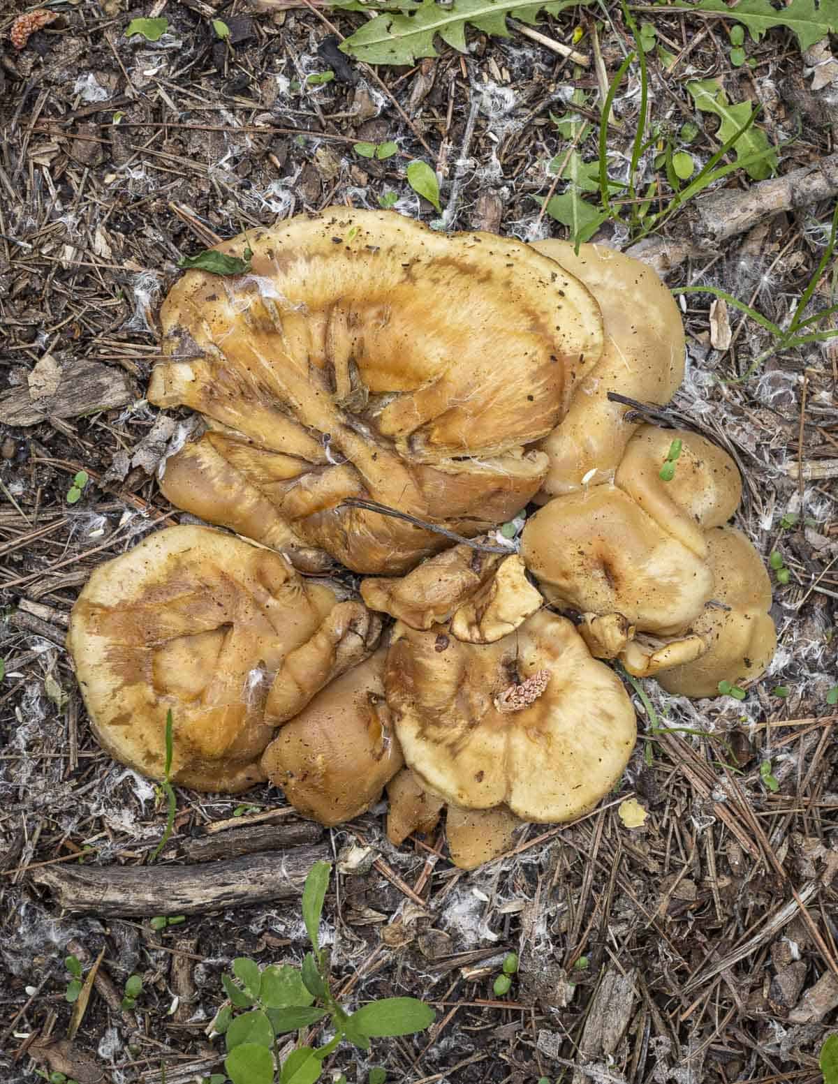 A picture of rotting, past prime Lyophyllum decastes mushrooms on the ground. 