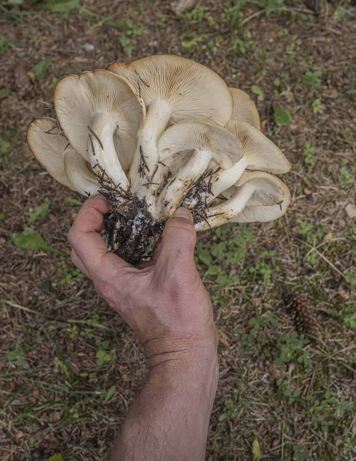 A hand holding up a large cluster of fried chicken mushrooms. 