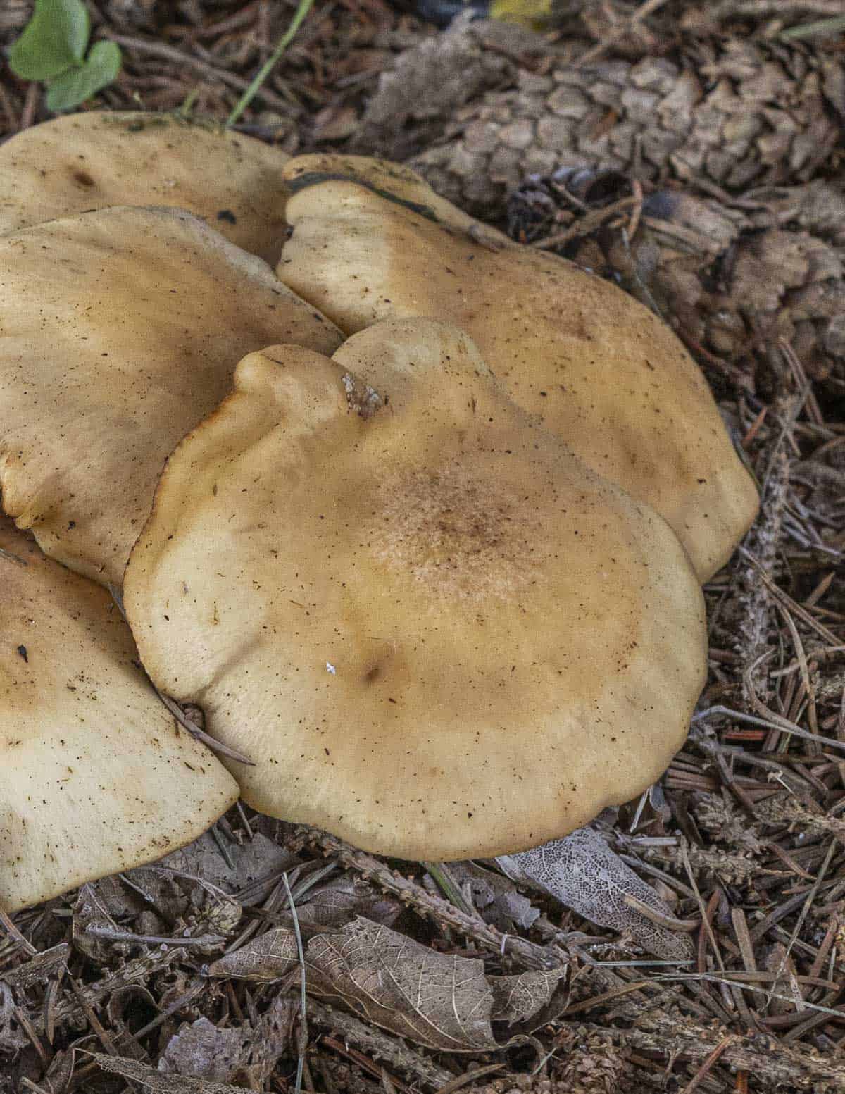 A mature cluster of fried chicken mushrooms (lyophyllum decastes) showing a natural spore white spore print.