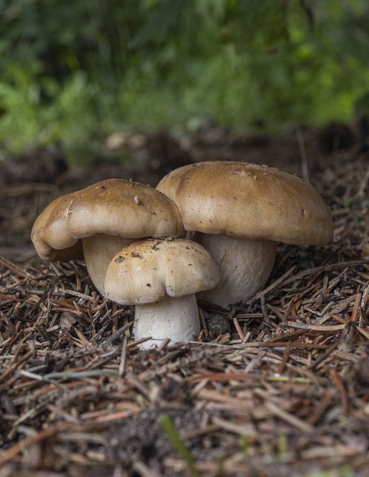A small cluster of fried chicken mushrooms or Lyophyllum  decastes growing under a spruce tree. 