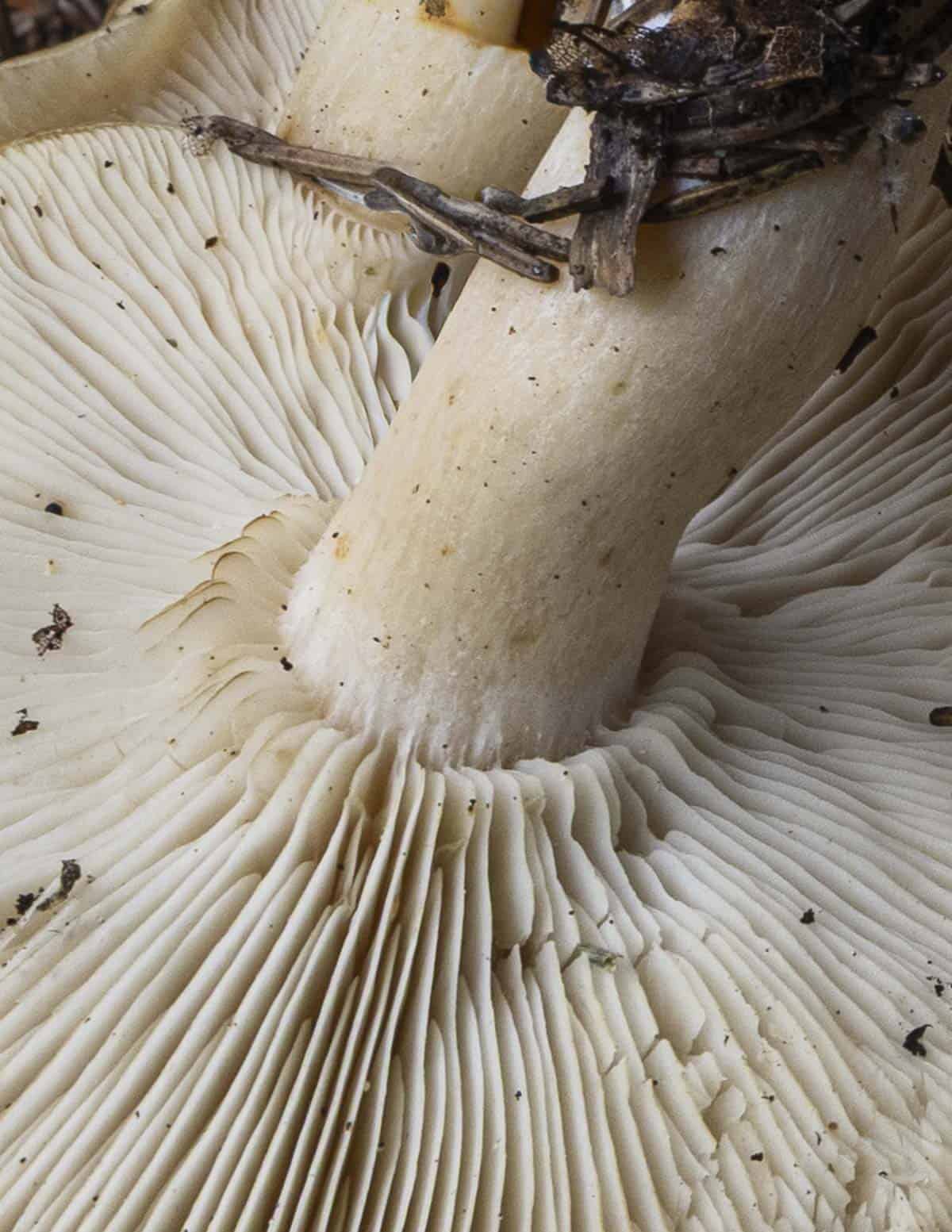 A close up image showing the gill attachment of a common Lyophyllum decastes or fried chicken mushrooms. 