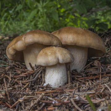 A beautiful young cluster of fried chicken mushrooms (Lyophyllum decastes) growing in the woods.