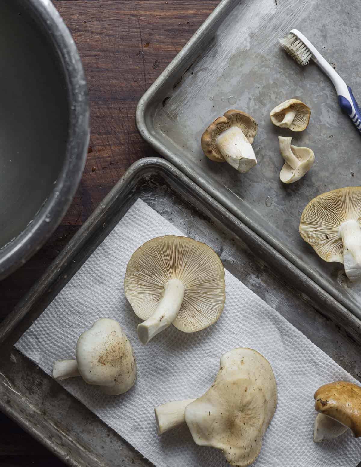 Fried chicken mushrooms being cleaned with water and scrubbed with a toothbrush to remove grit. 