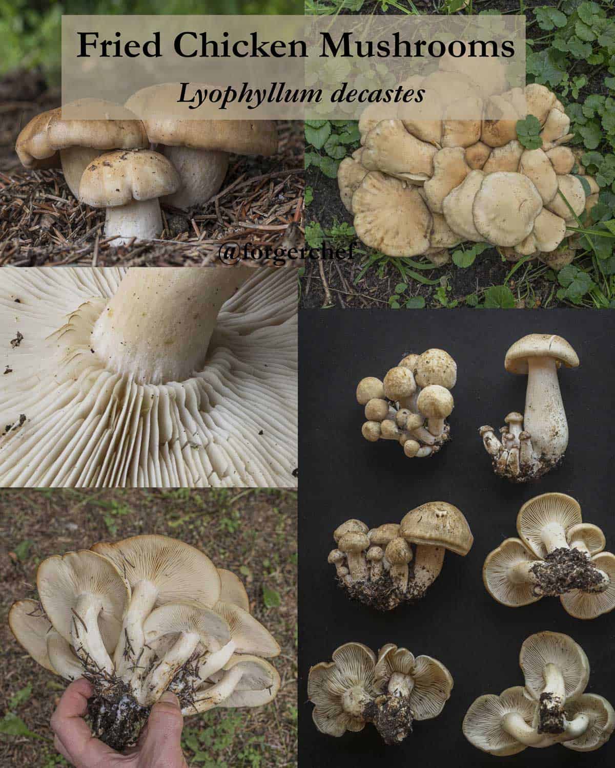 An infographic made of many images of fried chicken mushrooms (Lyophyllum decastes)a showing different identification characteristics. 