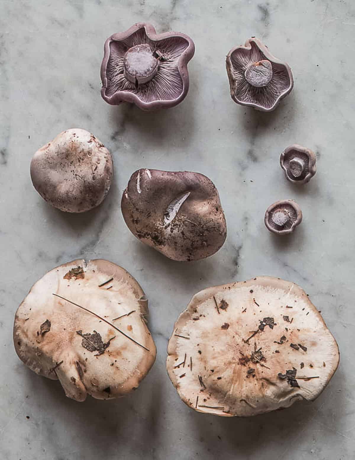 A top down image of wood blewit mushrooms showing differences in cap color. 