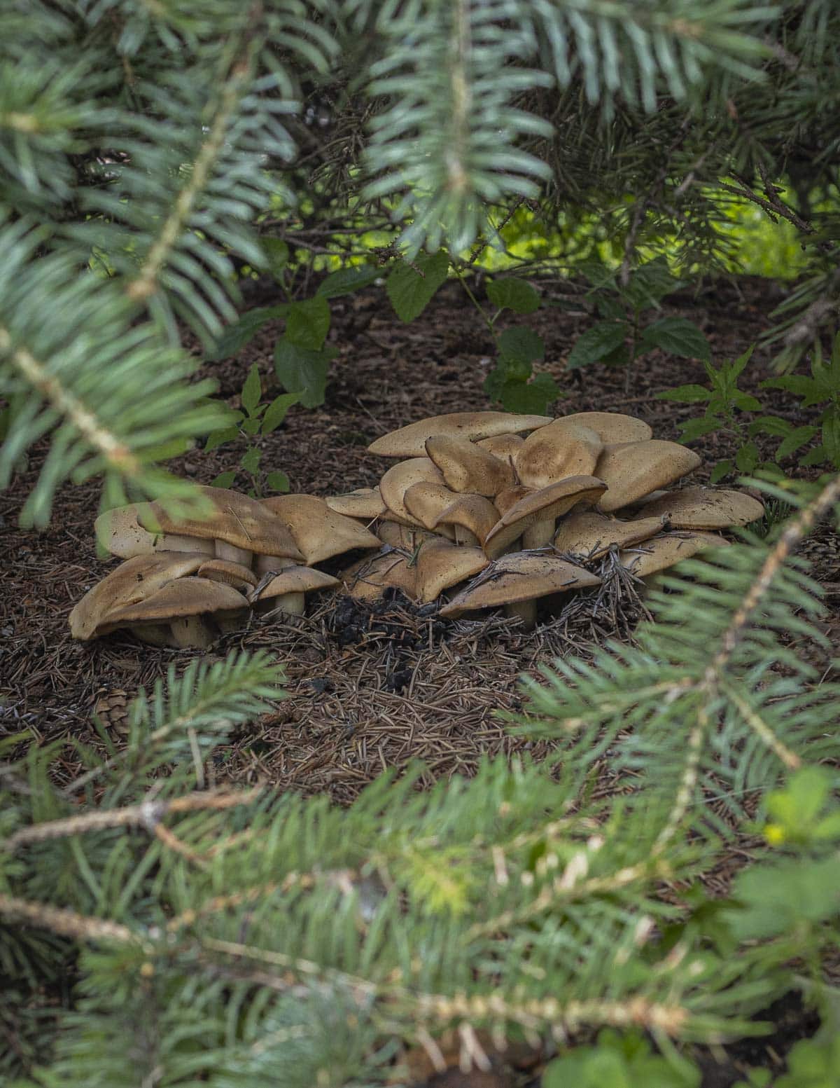 A large mature cluster of Lyophyllum decastes or fried chicken mushrooms growing under a spruce tree in Minnesota. 