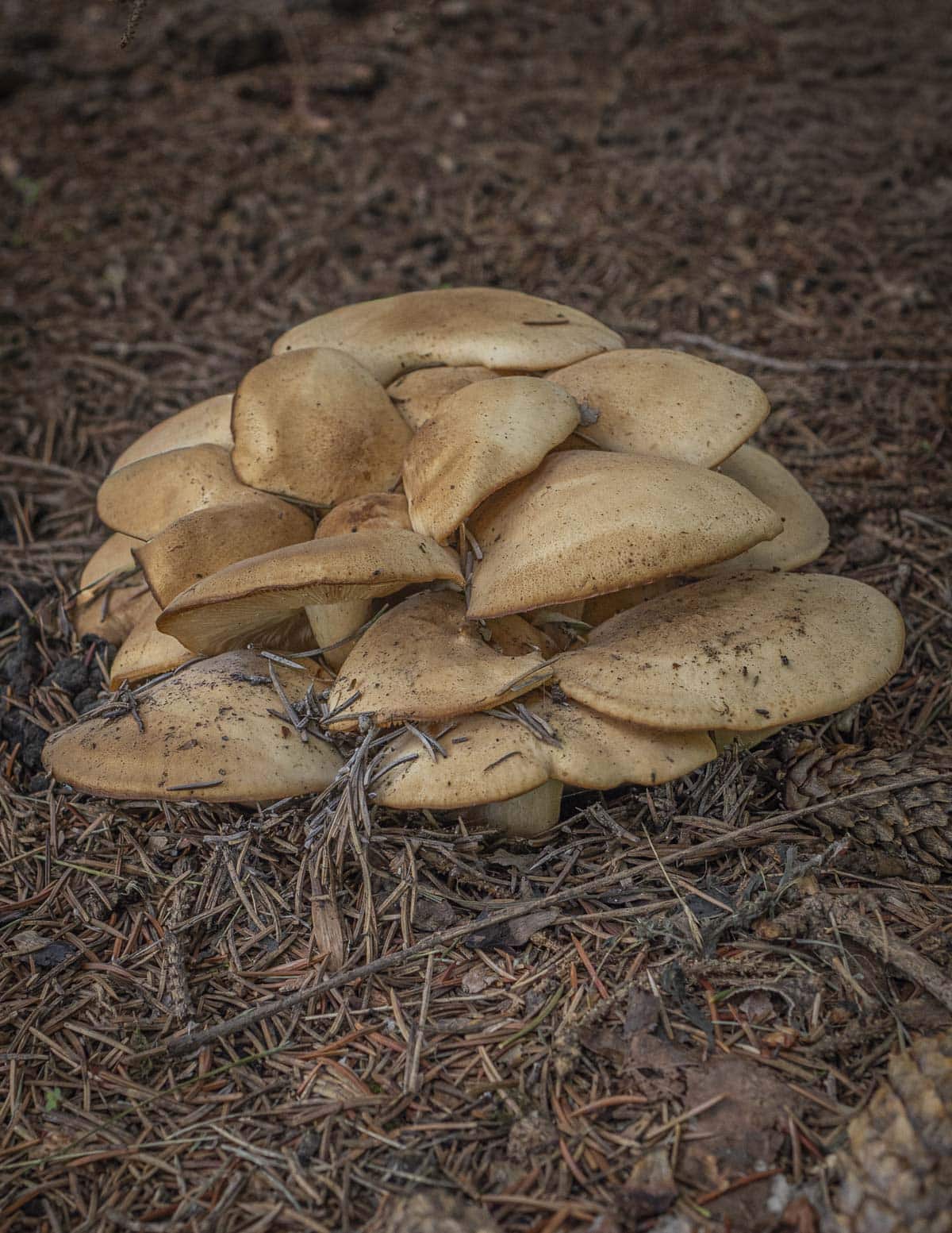 A large, multiple pound cluster of fried chicken mushrooms (Lyophyllum  decastes) growing in spruce needles in Minnesota. 