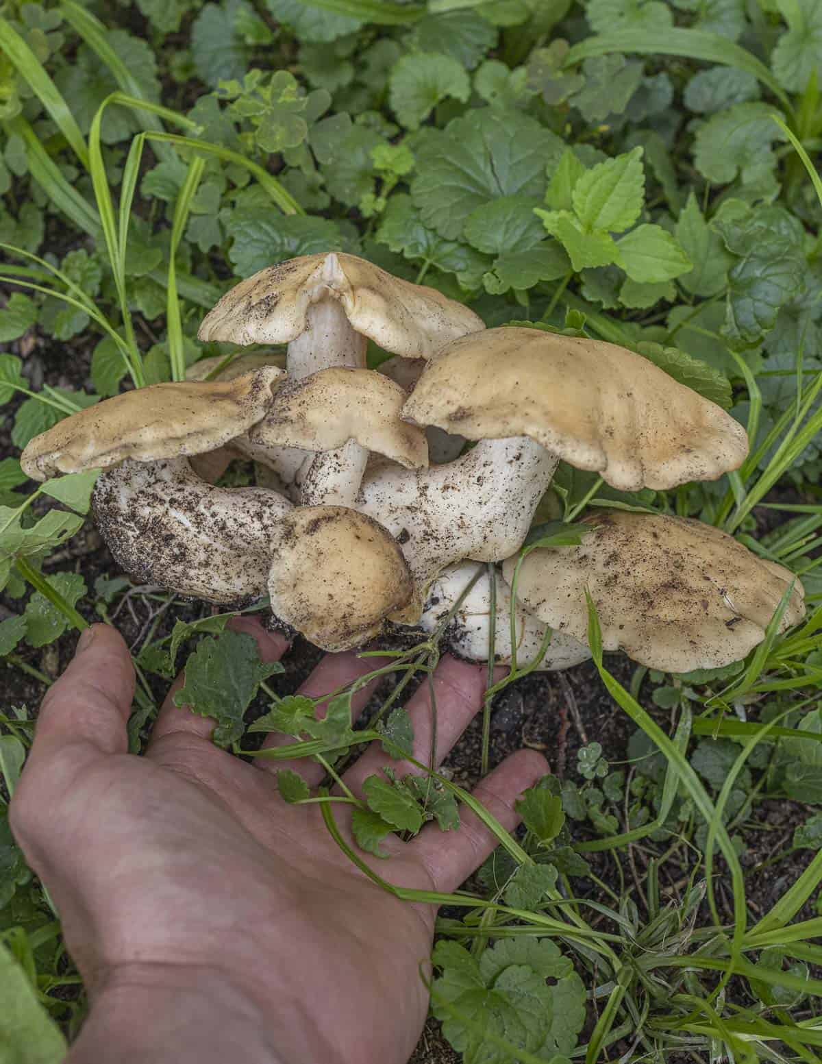 A very large cluster of Lyophyllum decastes fried chicken mushrooms held in a hand for scale. 