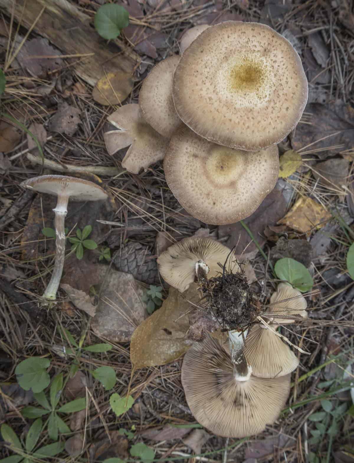 Armillaria gallica mushrooms growing on the ground. A fried chicken mushroom look alike. 