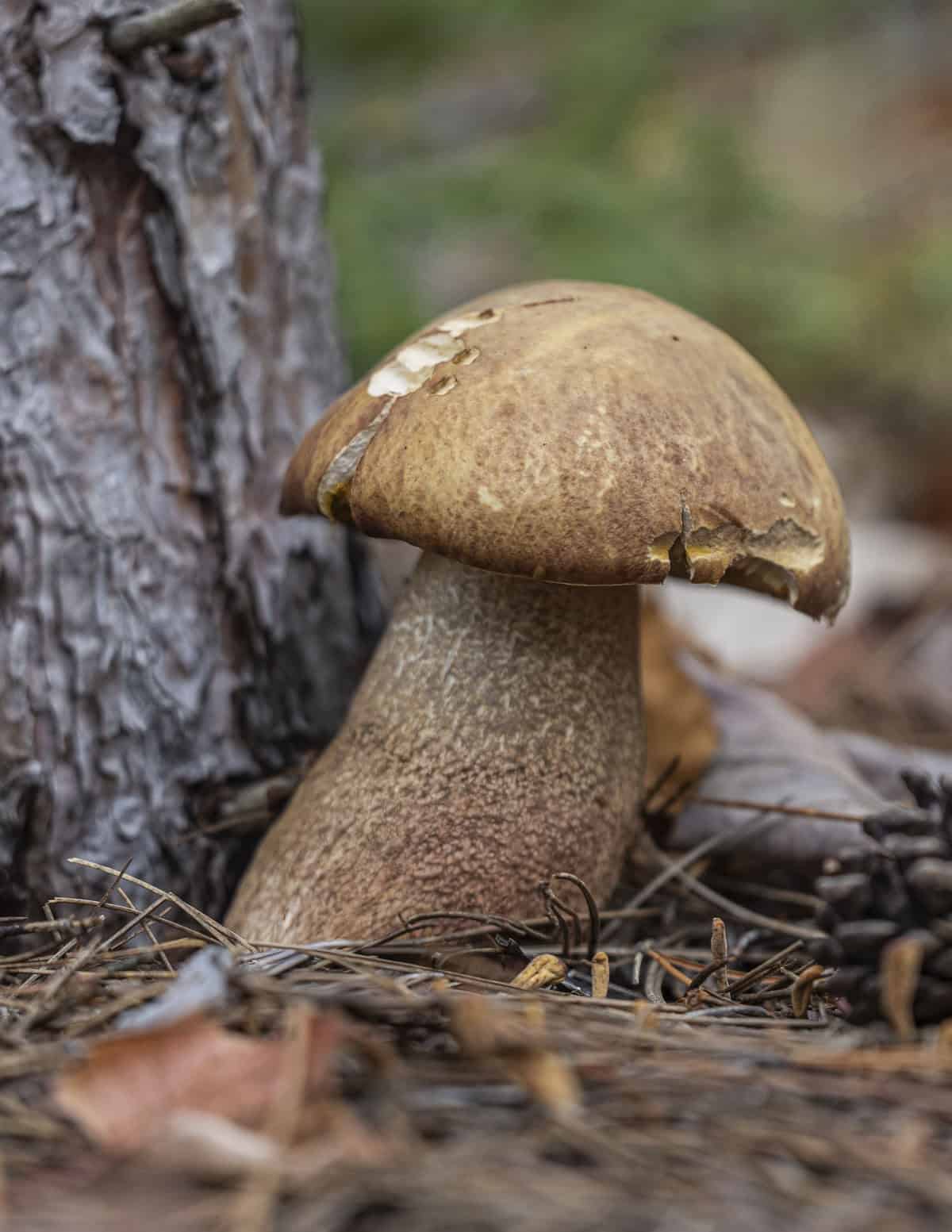 A large Boletus subcaerulescens growing next to a red pine tree. 