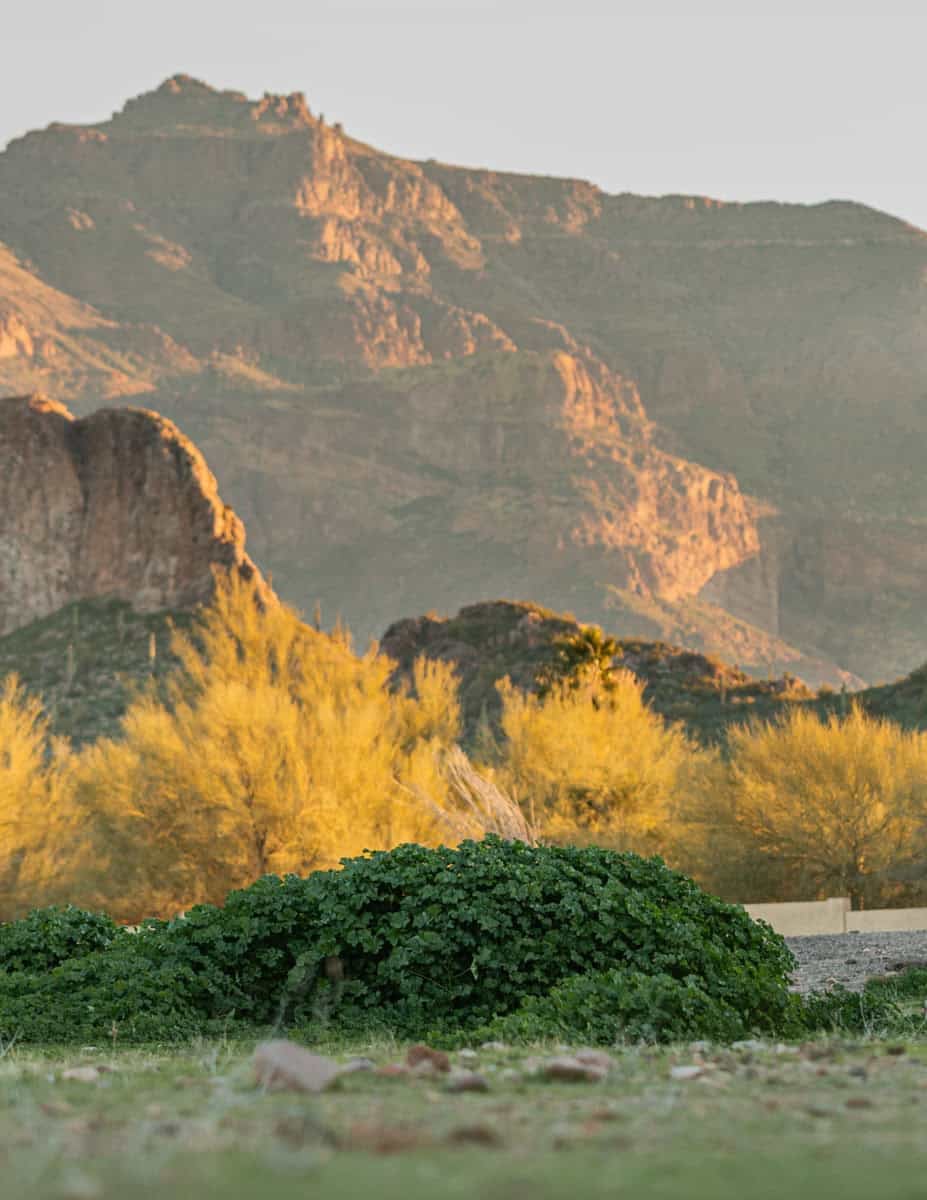 A large stand of common mallow greens growing in Arizona with the Superstition mountains in the background.