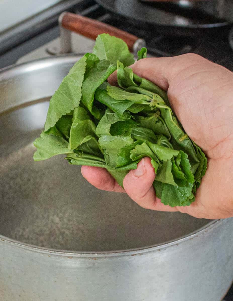 A hand dumping common mallow greens into a pot of boiling water.