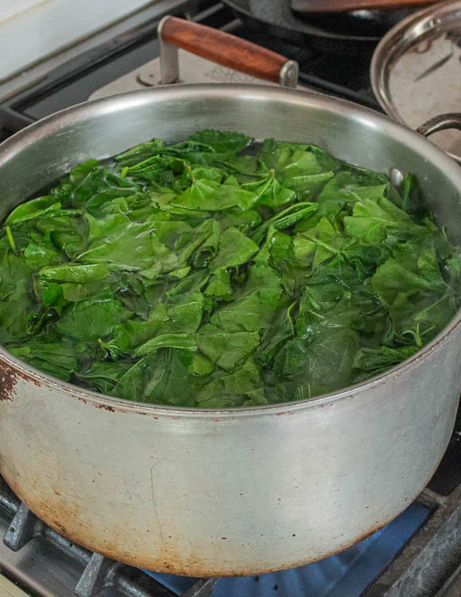Common mallow greens cooking in a pot of salted water.