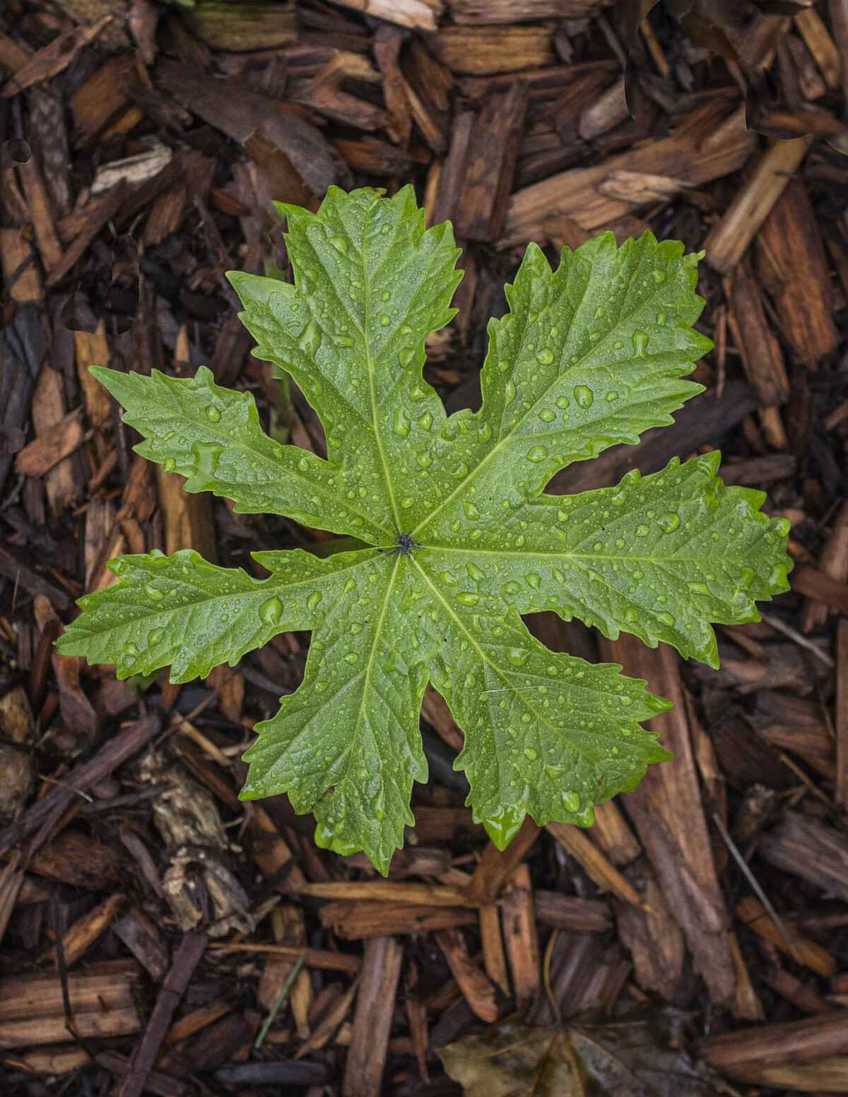 Glade mallow leaf from Napea dioica in Minnesota.