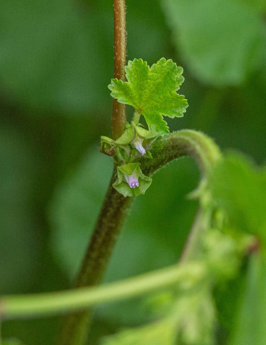 Close up image of very small common mallow flowers from Malva neglecta.