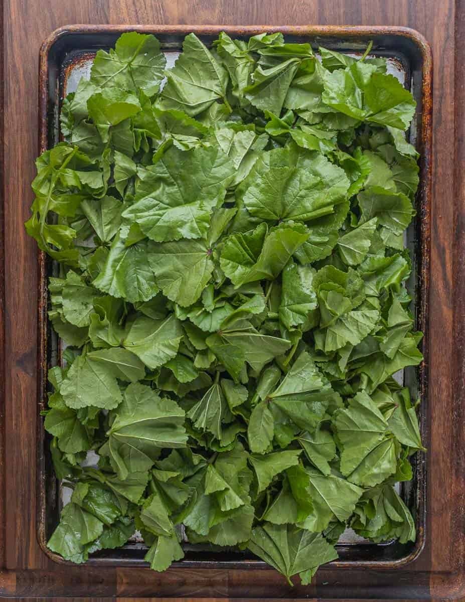 A baking sheet full of common mallow greens.