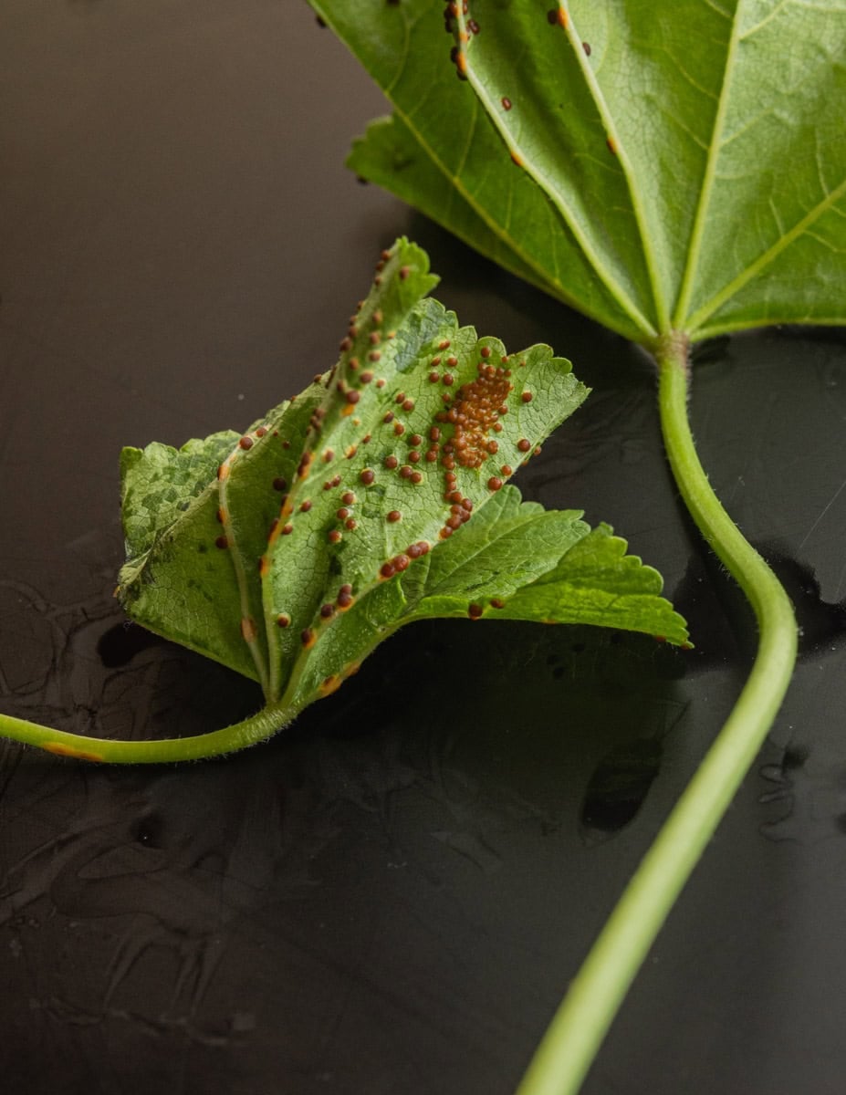 Mallow greens showing rust fungus damage and pistules on the leaves.