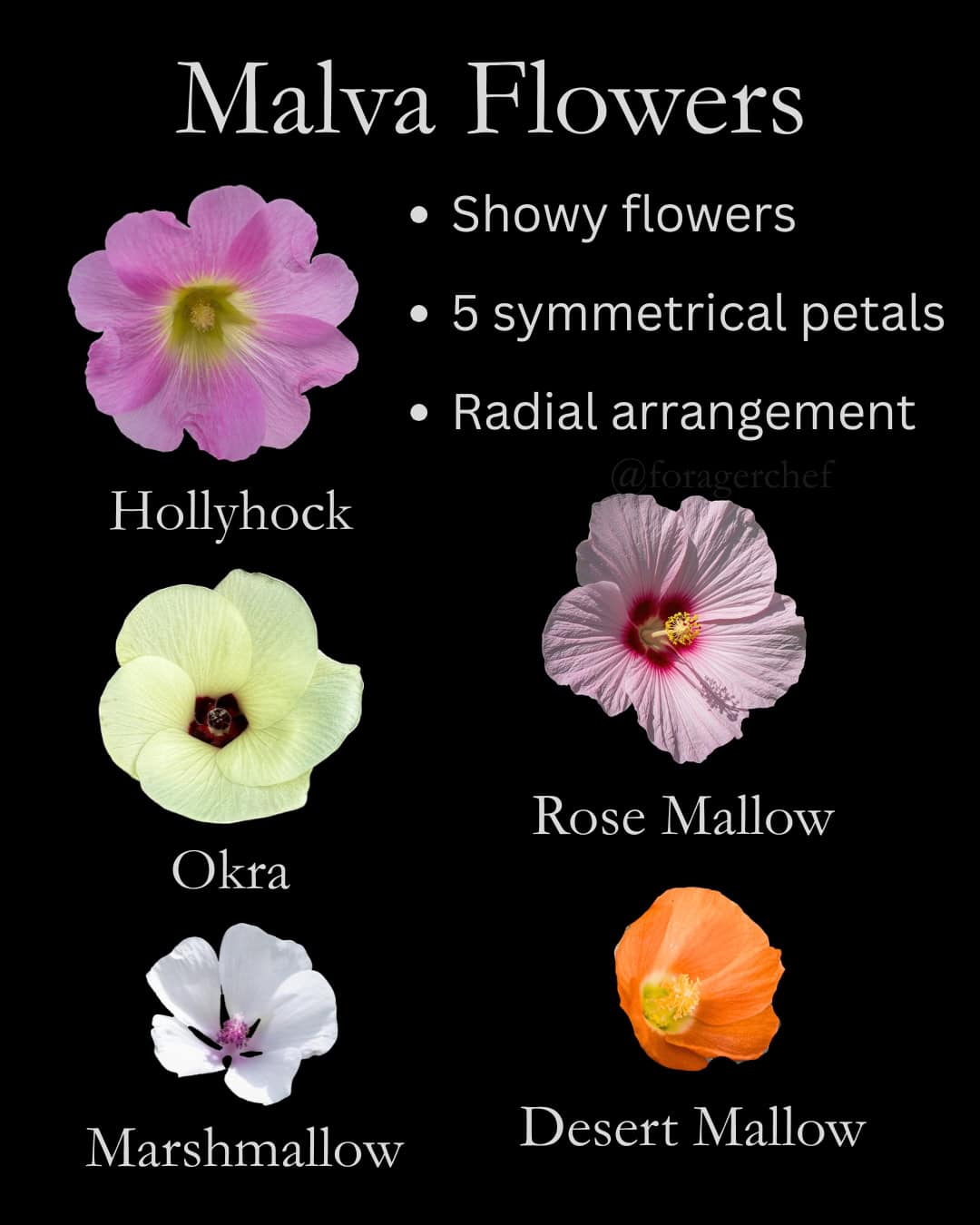 An infographic showing identification characteristics of malva flowers.