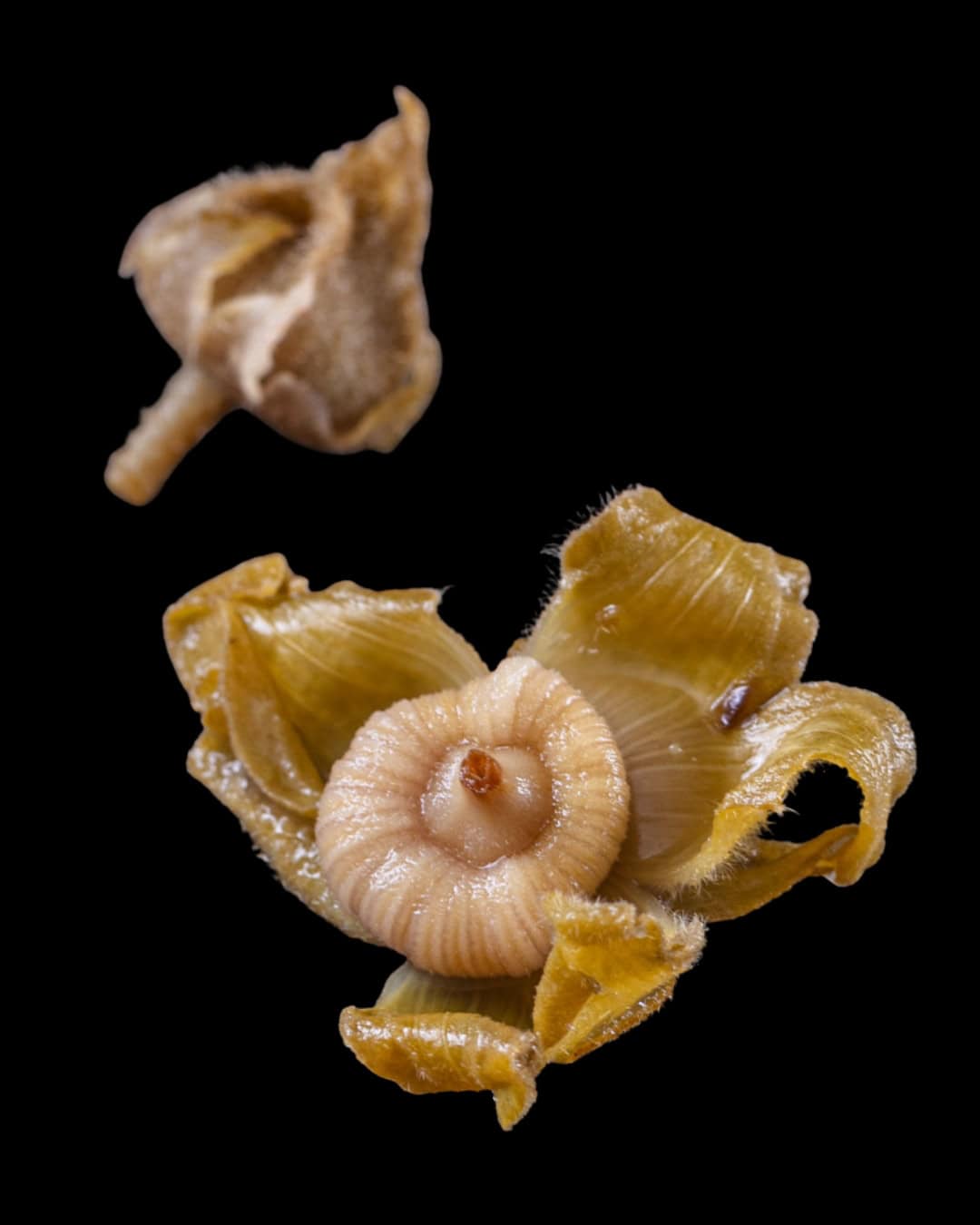 Unripe fermented hollyhock seeds or cheeses.