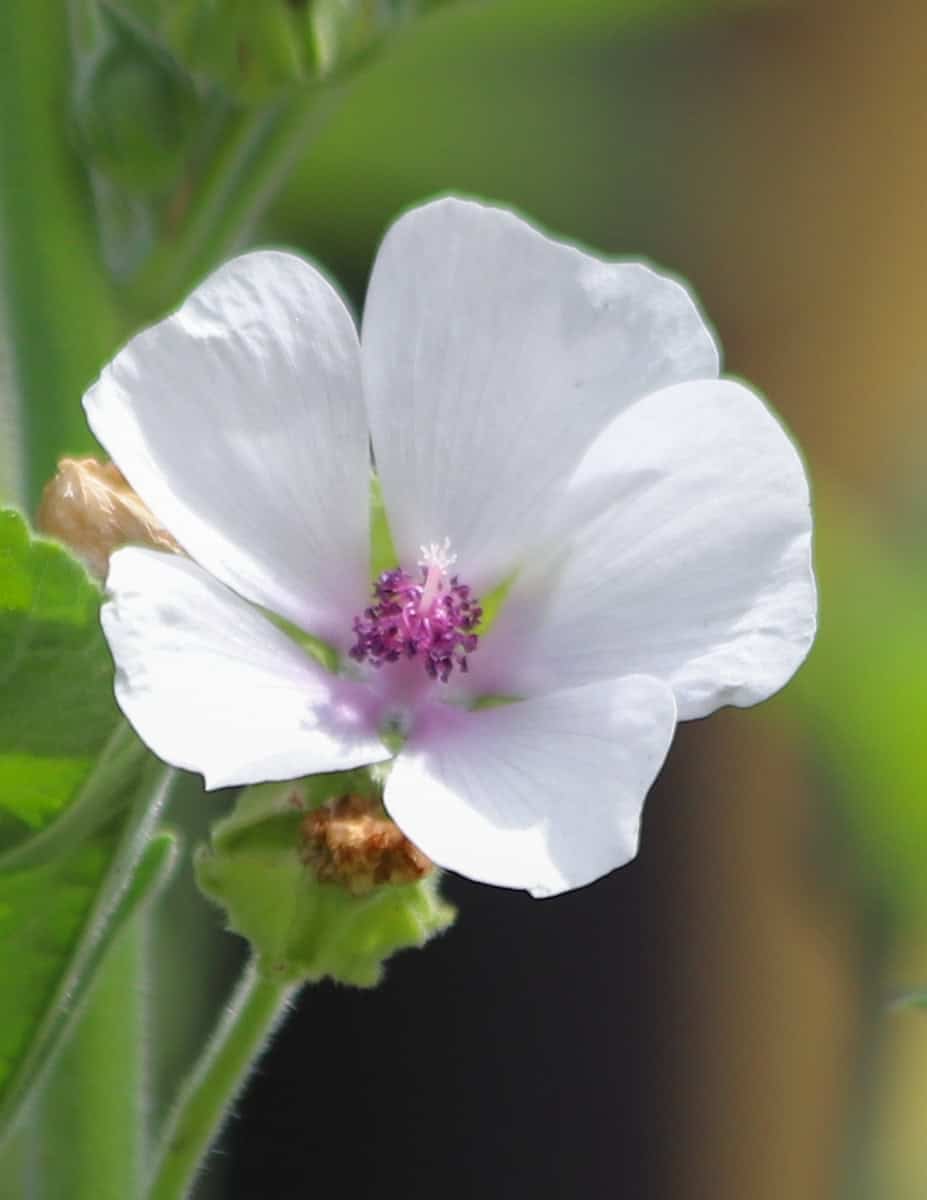A close up image of marshmallow flowers.